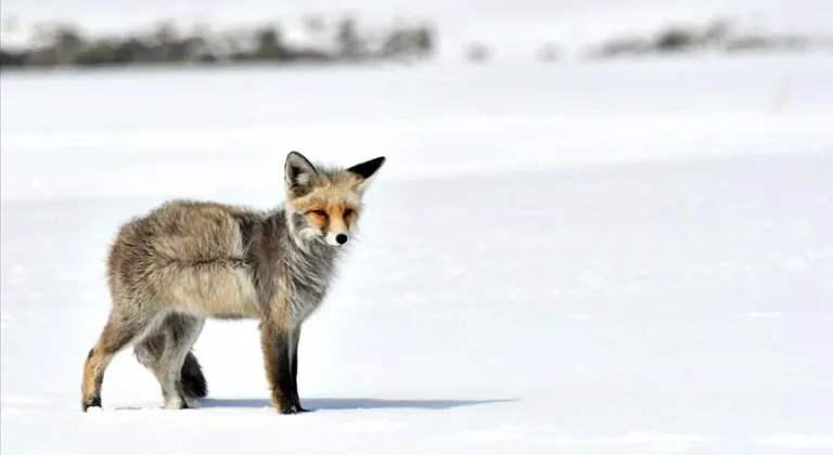 Kars ve Ardahan'da soğuk hava hayvanları etkiliyor