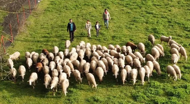 Köy hayatı tutkunu çift 2 koyunla başladıkları besicilikte çiftlik kurdu